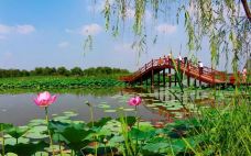 白洋淀风景区-雄县-圣吉米尼亚诺伊尹