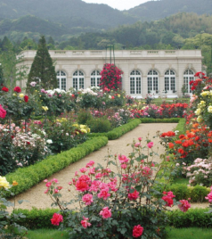 伊豆半岛游记图文-观光特快列车“SAPHIR踊子”开启“伊豆”之旅