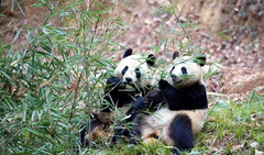 佛坪游记图片] 我劝你来这个地方看看！汉中佛坪镇才是陕西冬天值得一去的旅行地