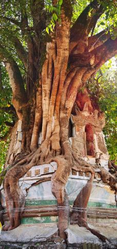 树包塔-芒市-逍遥糊涂仙1971