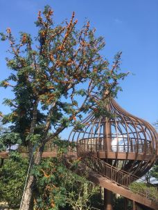 海花岛珍奇特色植物园-儋州