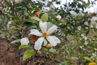 白茶花,初冬的人间春色