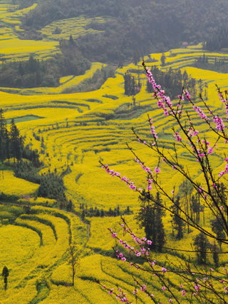 随心飞第四站畅游金色海洋 2021年3月5-8日昆明&罗平4日游