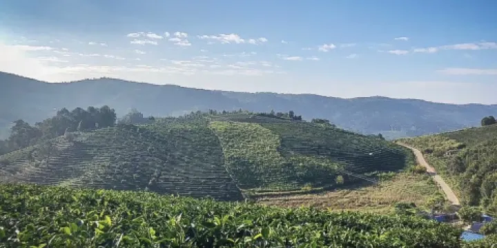 景邁千年萬畝古茶園