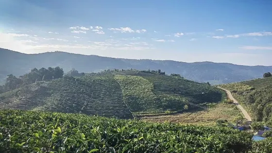 景邁千年萬畝古茶園