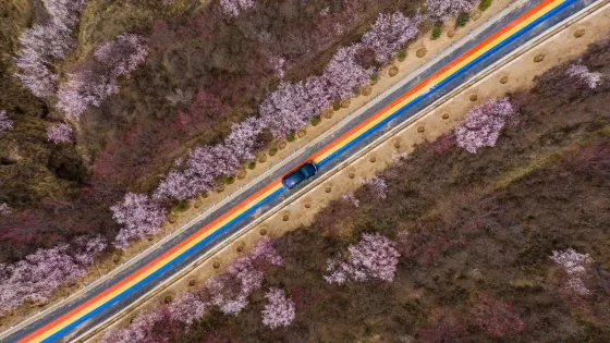 嘛喇灣77號彩虹路