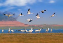 江西鄱阳湖南矶湿地国家级自然保护区景点图片