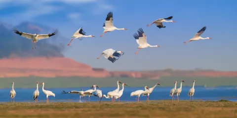 江西鄱陽湖南磯濕地國家級自然保護區