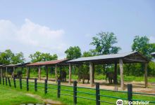 大象饲养中心景点图片