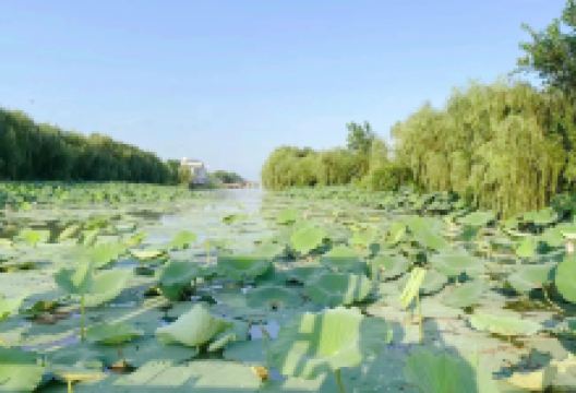 湖北潜江返湾湖国家湿地公园景点图片