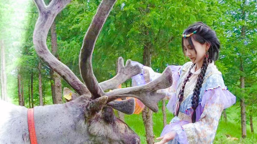 乌兰布统达瓦鄂温克驯鹿部落