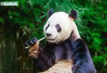 广州长隆度假区景点图片