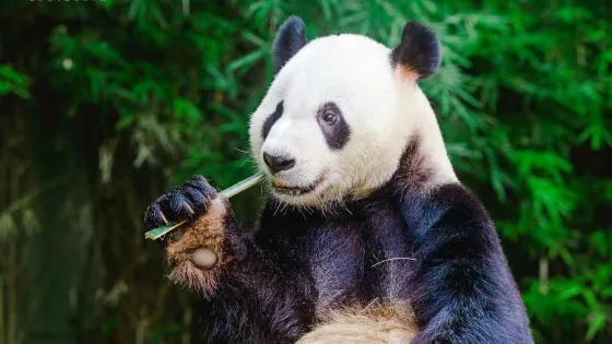 廣州長隆度假區