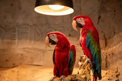 zoolungzoolung Animal Theme Park (Hisense Plaza Changsha Branch)