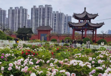 古今牡丹园景点图片