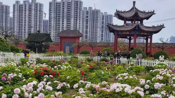 古今牡丹園