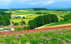 美瑛町-翱翔的大鲨鱼