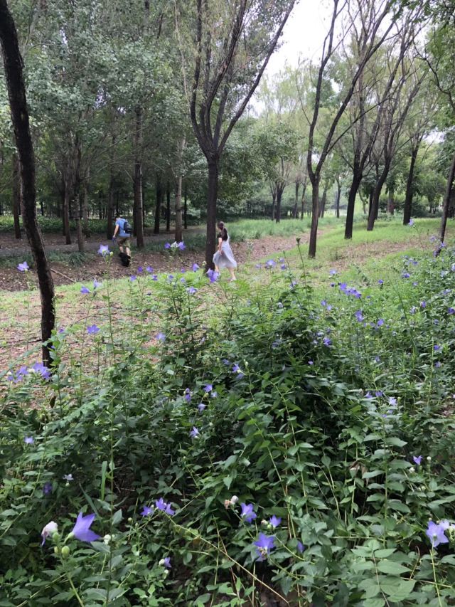 东坝公园旅行图片 1