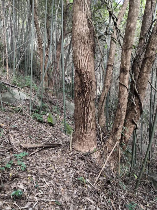 长沙黑麋峰森林公园旅行图片 4