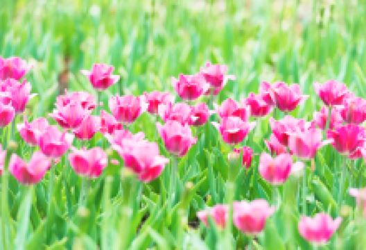 维多利亚公园景点图片