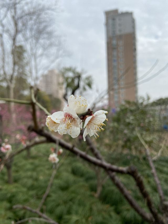 金桥公园旅行图片 4
