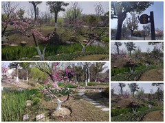 崇明区游记图片] 上海崇明团建好去处长兴岛郊野公园热烈