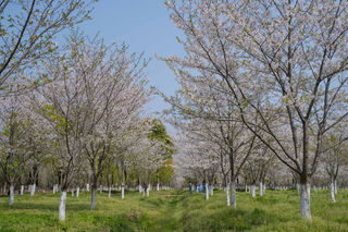 自驾海宁,看一场潮水,赴一场春光