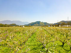 余杭区游记图片] 花开正好，遇见鸬鸟【杭州余杭】