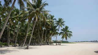 海韵椰风，海南文昌东郊椰林
