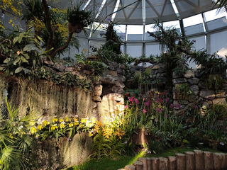 亚热带兰花，各擅胜场的百花齐放