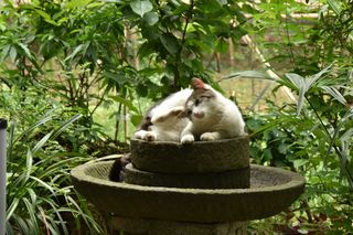 初夏游川陕之五—道明竹艺遗文化