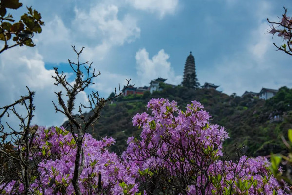 7月大理鸡足山杜鹃花正开放,山花映古寺,鸡足山原来那么美