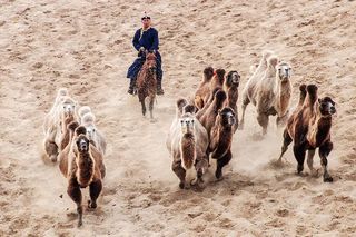 独具特色的蒙古奇观，骆驼冲沙，竟然如此激情四射！