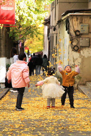 大理古城网红街，玉洱路银杏“黄”了，观赏正当时！