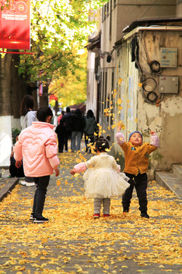 大理古城网红街,玉洱路银杏“黄”了,观赏正当时!