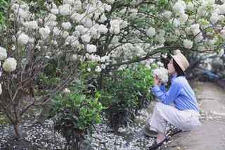 成都周边这几个约会圣地保证你不知道！赏大片绣球花、反季节红枫、山茶花，情侣、夫妻出游超合适！