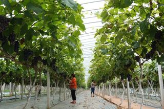 心有灵犀的船山之旅，像误闯进梵高的油画里