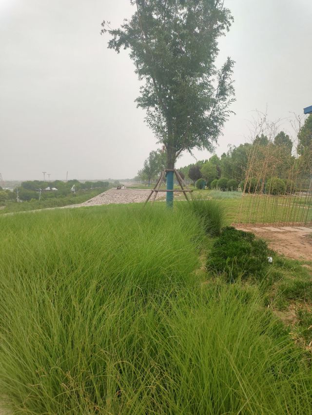 灞渭生态滩区旅行图片 10