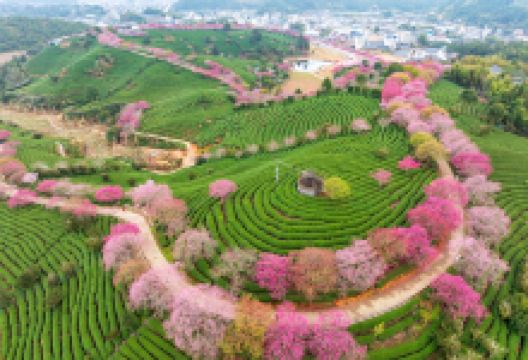 永福台品樱花茶园景点图片
