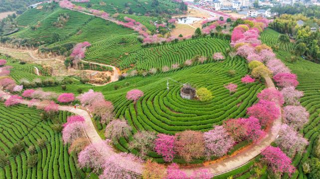 永福台品樱花茶园