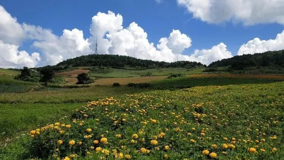 大金坪雲上花海
