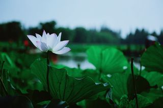 这个夏日,来高淳慢城,“荷”你一起感受慢生活