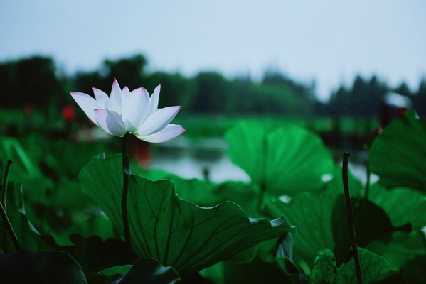 这个夏日，来高淳慢城，“荷”你一起感受慢生活