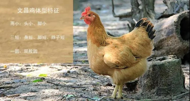 海南美食名片的象征--文昌鸡