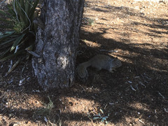 科罗拉多大峡谷游记图片] 美国西部行⑥科罗拉多大峡谷