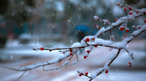 黑龙潭地区游记图文-傲雪寒梅，闻闻冬的味道