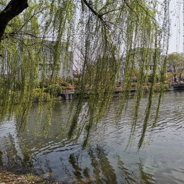 思贤公园旅行图片 2