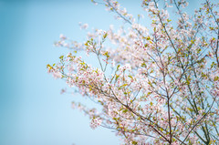 海宁游记图片] 四月，海宁春光不可负