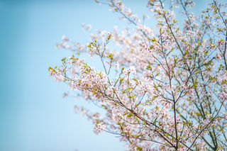 四月，海宁春光不可负