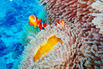 莫吉托双体帆船：皇帝岛+珊瑚岛+神仙半岛 浮潜、海钓体验【网红景点一网打尽，热门经典线路，任您挑选】